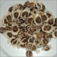 Moringa Oleifera Seeds